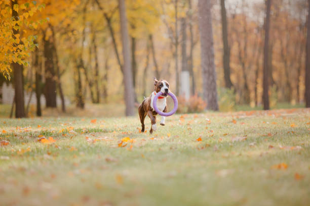 istock American Staffordshire terrier dog 1417896930