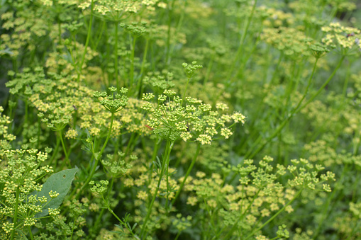 In the garden blooms parsley, which is grown to produce seeds
