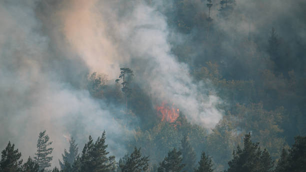 istock Fire in the forest. Strong fire and mist in the forest 1417897448