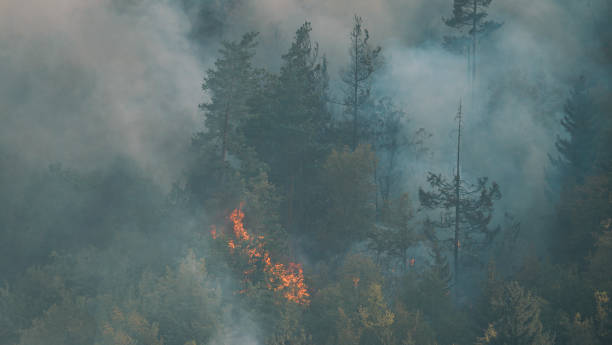 istock Fire in the forest. Strong fire and mist in the forest 1417897450