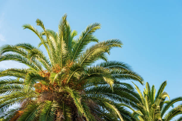 istock Close-up of Date Palms against a Clear Sky with Copy Space 1417897514