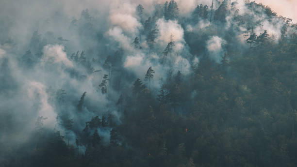 istock Fire in the forest. Strong fire and mist in the forest 1417897525