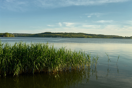 A wide river flows slowly, light ripples on the surface of the water, the sky with small clouds, reeds grow out of the water closer to the shore, a beautiful natural landscape