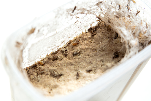 close-up of a container of flour full of food moths