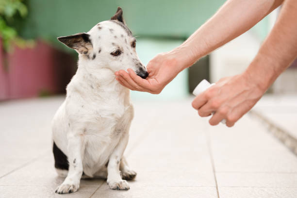 かわいい小さな黒と白の犬の薬、関節炎のための丸薬を与える男の手。 - vitamin a nutritional supplement pill capsule ストックフォトと画像