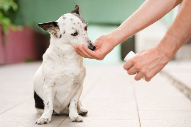 Man's hand giving cute small black and white dog medicine, pills for arthritis. stock photo