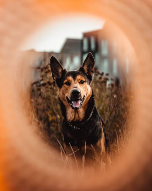 Vertical of an Australian Kelpie looking into the camera with its tongue out through a frame A vertical of an Australian Kelpie looking into the camera with its tongue out through a frame animall stock pictures, royalty-free photos & images