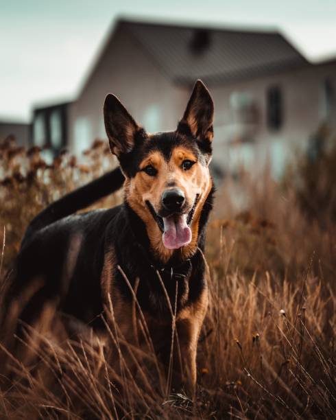 Vertical portrait of an Australian Kelpie in green grass,looking into the camera with its tongue out A vertical portrait of an Australian Kelpie in green grass,looking into the camera with its tongue out animall stock pictures, royalty-free photos & images