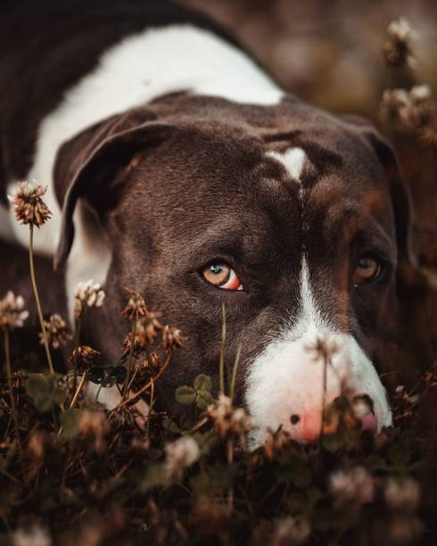 Vertical portrait of a sad Pitbull lying in green grass and clover flowers, looking up A vertical portrait of a sad Pitbull lying in green grass and clover flowers, looking up animall stock pictures, royalty-free photos & images
