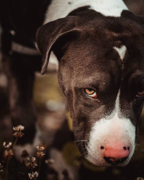 Vertical portrait of a sad Pitbull in green grass and clover flowers, looking into the camera A vertical portrait of a sad Pitbull in green grass and clover flowers, looking into the camera animall stock pictures, royalty-free photos & images