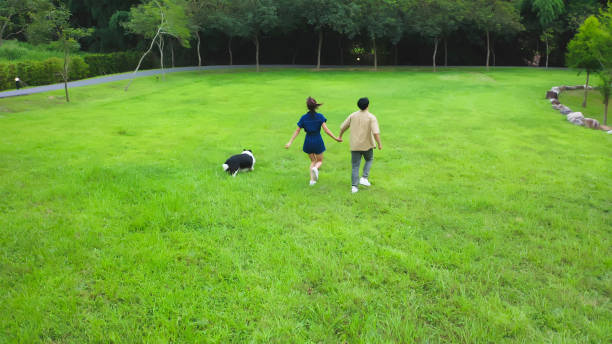 Aerial view of green park - there are couple playing and running with their dog pet border collie on grass