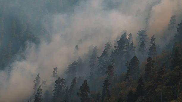 istock Fire in the forest. Strong fire and mist in the forest 1417899564