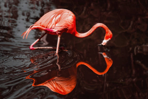 istock Beautiful Flamingo and its reflection in the water 1417900718