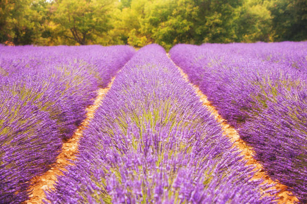 Lavender Field in Valensole, Provence, France stock photo