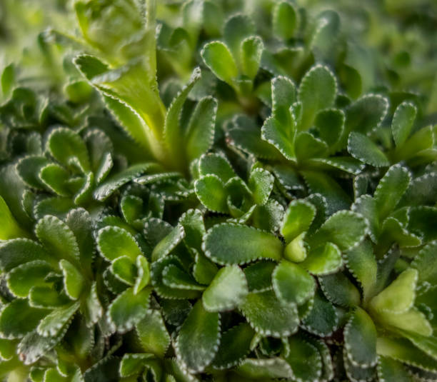 istock Succulent rockfoil plant closeup 1417902943