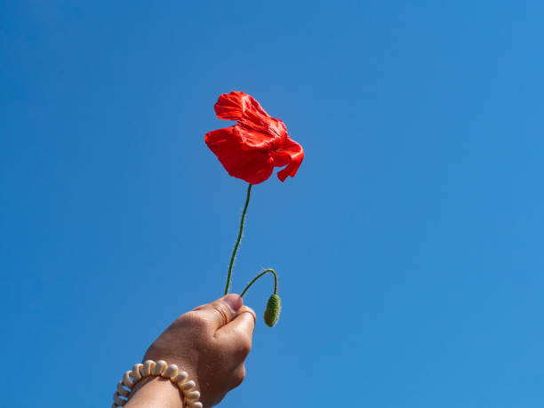 un coquelicot rouge dans la main d’une fille contre un ciel bleu comme symbole de la mémoire des soldats tombés au combat. belle fleur de pavot dans le vent. coquelicots commémoratifs de l’anzac day - flower red poppy sky photos et images de collection