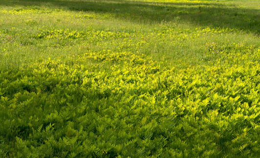 Lawn with ferns growing through in the early springtime.