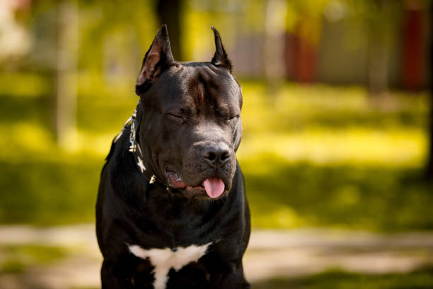 istock Black American Pit Bull Terrier outdoors 1417904738