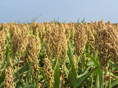 The sorghum crop is ripening in the field. Yellow-green sorghum field close-up. Agricultural landscape. corn of dry areas