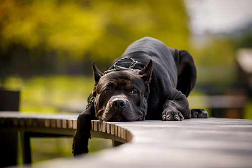 Black American Pit Bull Terrier outdoors. Proud dog lying on bridge in the park