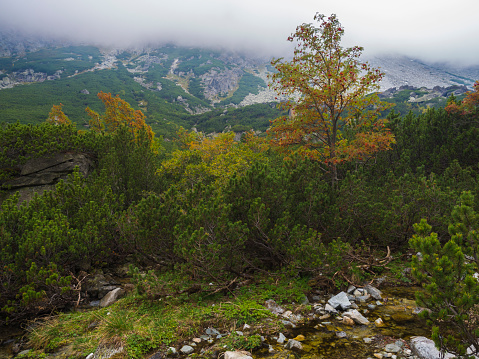 Landscape with autumn colored rowan tree wild river stream and moody sky at mountain valley Velka Studena Dolina in Slovakia High Tatra mountains. Beautiful autumn panorama.