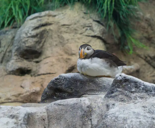 Photo of Close up young Puffin sitting on the granite rock