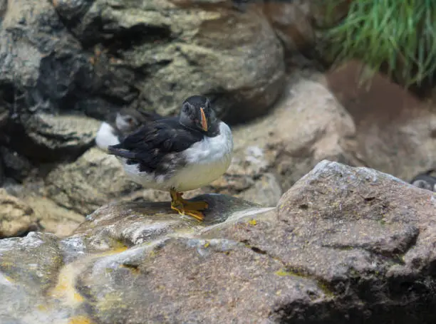 Photo of Close up young Puffin standing on the granite rock