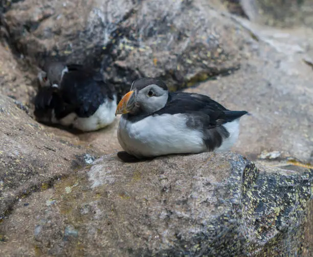 Photo of Close up young Puffin sitting on the granite rock