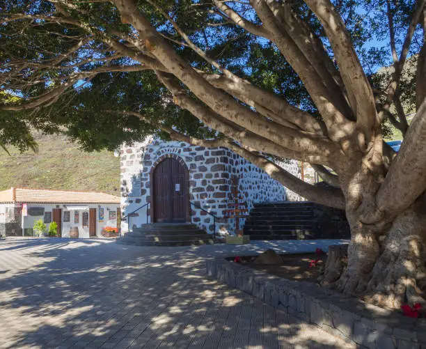 large Ficus tree, old church and pavement in pitoresque Masca village in Tenerife with old stone houses in afternoon light