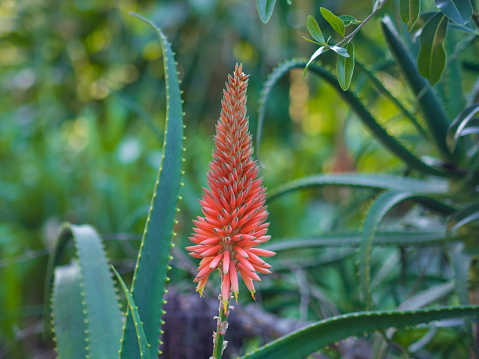 Red Pincushion flower and bud, dark background with copy space, full frame horizontal composition