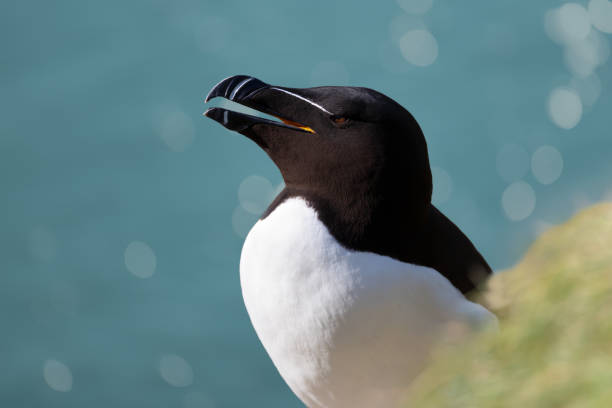 istock Close up of a Razorbill against bokeh background 1417910321