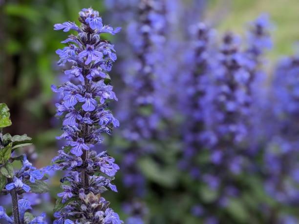 esperando a las abejas - ajuga fotografías e imágenes de stock