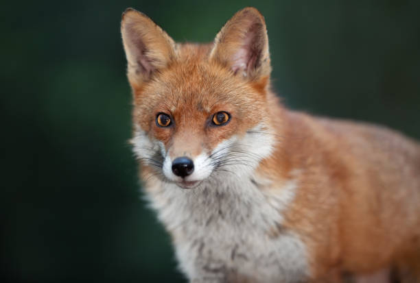 istock Portrait of a Red fox (Vulpes vulpes) 1417910451