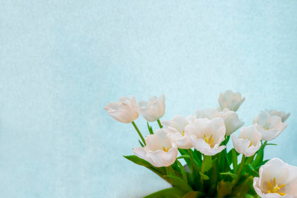 Colorful tulip field, summer flowerwith green leaf with blurred flower as background