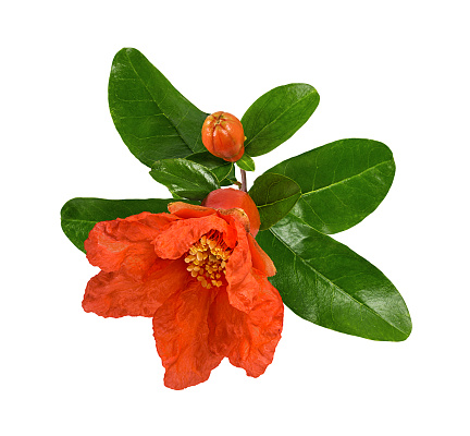 Orange pink Rhododendron flowerhead on isolated background