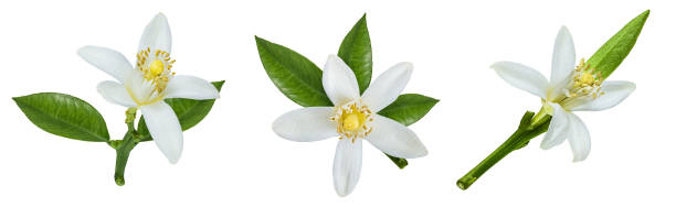 istock Lemon flower isolated on white 1417911240