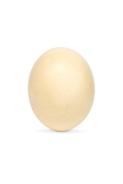 Image of ostrich egg isolated on white background. stock photo