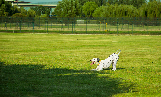 A cute Dalmatian dog is playing in the grass