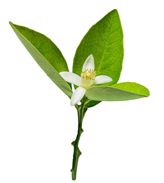 istock Lemon flower isolated on white 1417912272