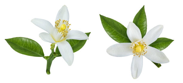 istock Lemon flower isolated on white 1417912311