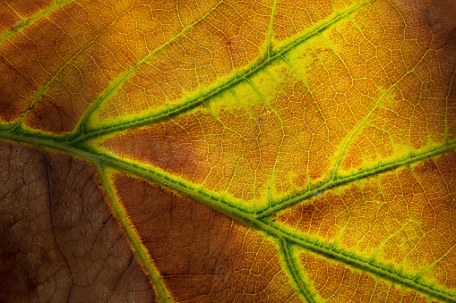 Brown autumn oak leaf with brown veins