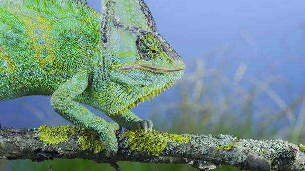istock Close-up of mature Veiled chameleon eats praying mantis. Cone-head chameleon or Yemen chameleon (Chamaeleo calyptratus) and Transcaucasian tree mantis (Hierodula transcaucasica) 1417913076