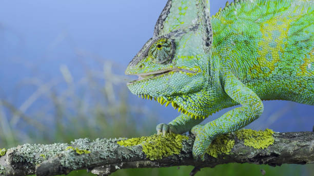 istock Close-up of mature Veiled chameleon eats praying mantis. Cone-head chameleon or Yemen chameleon (Chamaeleo calyptratus) and Transcaucasian tree mantis (Hierodula transcaucasica) 1417913093