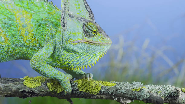 istock Close-up of mature Veiled chameleon eats praying mantis. Cone-head chameleon or Yemen chameleon (Chamaeleo calyptratus) and Transcaucasian tree mantis (Hierodula transcaucasica) 1417913097