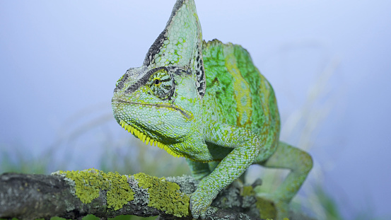 Adult green Veiled chameleon sits on a tree branch and looks around, on green grass and blue sky background. Cone-head chameleon or Yemen chameleon (Chamaeleo calyptratus)