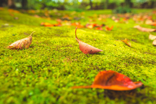Japanese moss garden, Kyoto