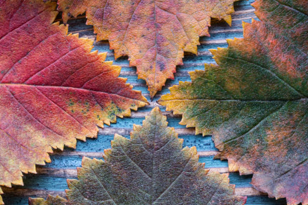 texute de hojas de otoño multicolores - texute fotografías e imágenes de stock