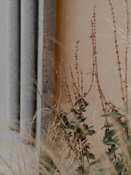 istock Dry branches in front of a peach and grey  color wall 1417915606