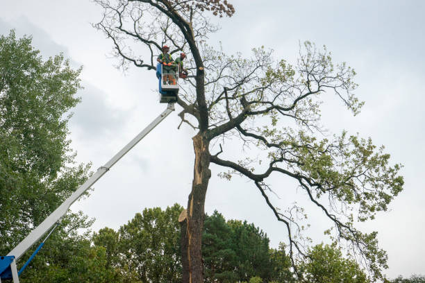 plataforma elevadora utilizada para inspeccionar árboles - serbia y montenegro fotografías e imágenes de stock