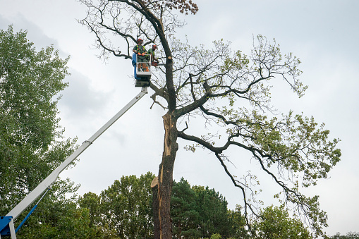 Lifting platform used to inspect trees